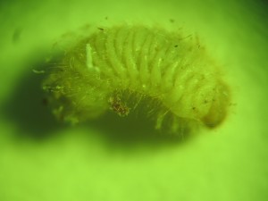 Личинка жука-вредителя гербария