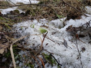 Бутоны весенника распускаются над замерзшей почвой.