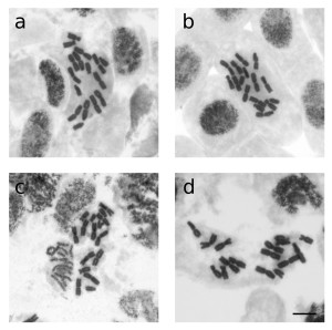 Метафазные митотические хромосомы: a – Eranthis hyemalis, 2n = 16; b – Eranthis lobulata, 2n = 16 + 0-1B; c – Eranthis longistipitata, 2n = 16; d – Eranthis stellata, 2n = 16. Шкала – 10 мкм